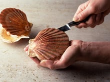 Comment ouvrir les coquilles Saint-Jacques ?