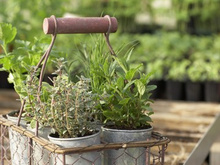 Des herbes fraîches toute l'année à la maison !