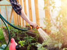 Voici pourquoi arroser ses plantes la nuit ou le soir n’est pas une si bonne idée