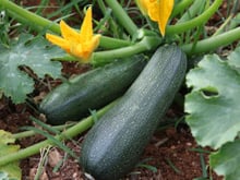 Vous voulez profiter de vos propres courgettes ? Selon ce jardinier, il est encore temps de les planter pour les récolter dès la fin de l’été !