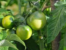 Comment faire mûrir les tomates encore vertes qui restent sur vos pieds ?