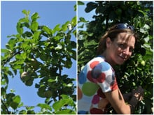 Fanny et Jean-Philippe Podevin, producteurs de pommes dans le Nord