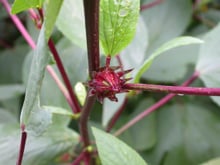 Jus de Bissap tonique et rafraichissant