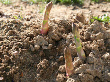 Asperges blanches Umé / beurre
