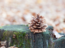 Connaissez-vous l’astuce étonnante de la pomme de pin pour savoir si une plante a soif ?