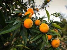 Clémentines : les feuilles ne garantissent pas leur origine corse, mais ce détail si !