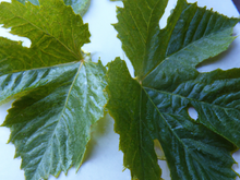 feuilles de vigne surprises