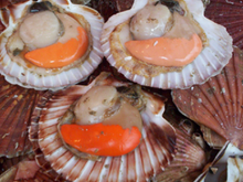 Terrine de saumon et Saint Jacques