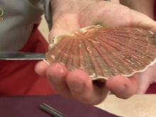 Comment ouvrir une coquille Saint-Jacques ?