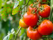 En utilisant cet ingrédient courant de la cuisine aux pieds de vos tomates, obtenez une récolte plus abondante !