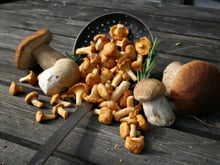 Champignons : la méthode infaillible pour bien les nettoyer sans les abîmer