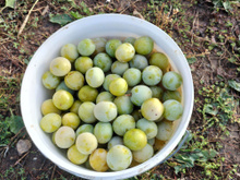 Confitures de prunes Reine-Claude