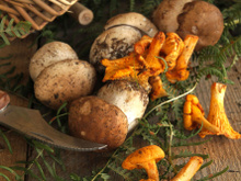 Cueillette des champignons : y a-t-il une limite à respecter ?
