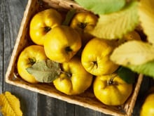 Vous ne savez pas comment préparer le coing ? Voici la bonne méthode pour le rendre délicieux