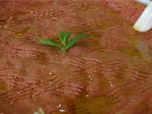 Koubé nayé ou Tartare libanais