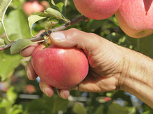 La Pink Lady®, du champ à l’assiette