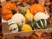 Comment reconnaître une courge bien mûre : les signes qui ne trompent pas