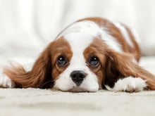 Quand la folie de la pâtisserie attaque... les chiens !