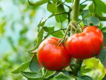 Cette astuce pour faire pousser vos tomates ultra rapidement va vous bluffer