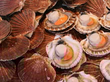Comment réussir la cuisson des coquilles Saint-Jacques ?