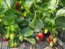 Vous ne devinerez jamais quel géant de l'électroménager se cache derrière cette production de fraises novatrice