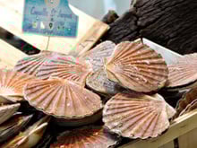 Une très bonne année pour les coquilles Saint-Jacques : va-t-on les payer moins cher ?