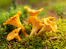 Comment repérer facilement les meilleurs coins à girolles pour vos prochaines cueillettes ?