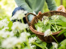 C'est le trésor culinaire du mois de mars : cette plante sauvage regorge de bienfaits