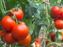 Voici pourquoi vous devriez mettre une tasse jaune aux pieds de vos tomates !