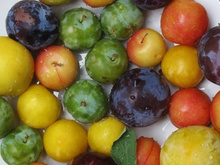 10 choses à savoir sur les prunes