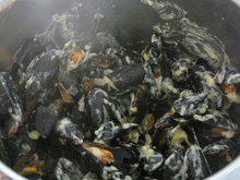 Moules façon Poulette
