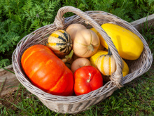Courge, potimarron, citrouille : comment savoir quand ils sont mûrs ?