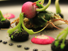 Araignée, fraîcheur pistache, radis noir