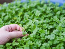 Persil ou coriandre : voici ce qu’il faut faire pour bien les différencier et  ne plus vous tromper