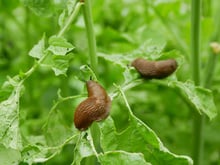 Ce fruit peut vous aider à repousser naturellement les limaces de votre jardin