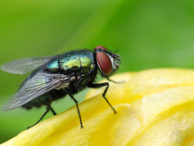 3 astuces naturelles pour éloigner les mouches de votre cuisine