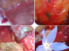 Une salade de betteraves et oranges, parfumée à la coriandre et huile d'argan, accompagnée de son carpaccio de betterave à l'huile de sésame et orange amère.