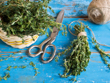 10 plantes qui font fuir les moustiques naturellement 