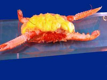 Langoustine qui fait son crabe