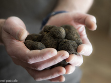 Truffe noire : Comment la choisir, la conserver et la cuisiner ?