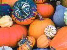 Ne soyez pas courge : notre guide pour s'y retrouver, choisir et cuisiner toutes les courges