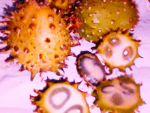 Chinchard façon exotique