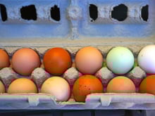 Pourquoi la couleur des oeufs change-t-elle en fonction des pays ?