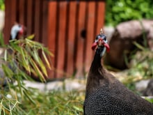 Tout savoir sur la pintade