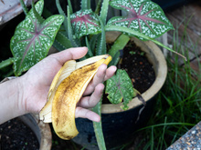 Vous pouvez fertiliser votre jardin avec des peaux de banane, mais c’est efficace seulement si vous les placez à cet endroit