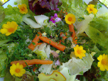 Salade de mon jardin secret