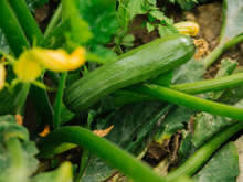 Selon cette étude, un jeune sur cinq ne sait pas reconnaître une courgette sur une photo  !