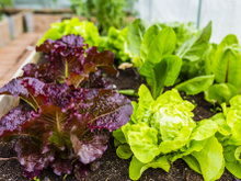 Insolite : des astronautes cultivent des salades… dans l’espace