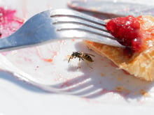 Voici comment empêcher les guêpes de gâcher vos repas en terrasse