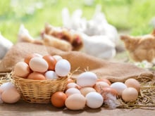 A part leur couleur, quelle est la différence entre les oeufs blanc et bruns ?